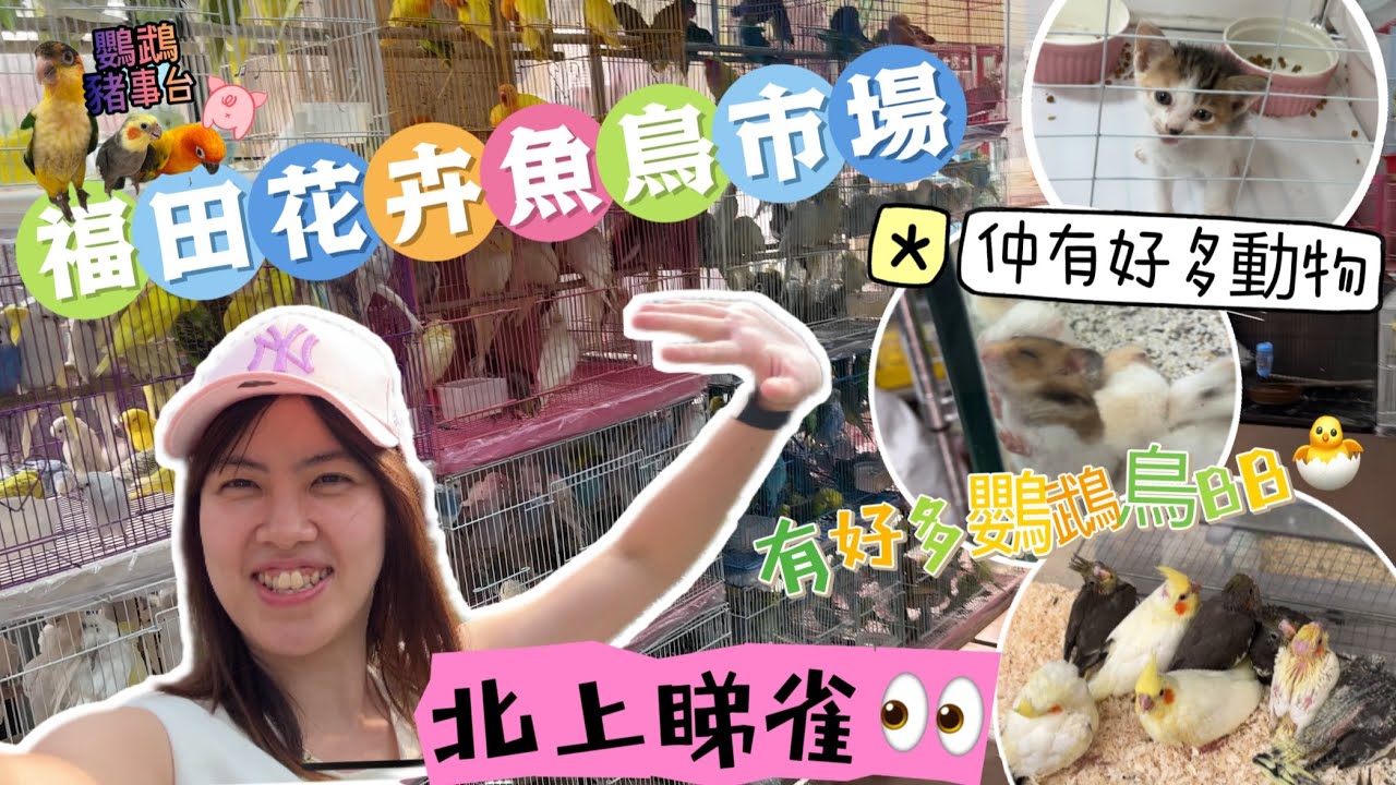 《鸚鵡豬事台》北上深圳福田花卉魚鳥市場睇鸚鵡🦜｜原來仲有好多其他動物食物賣😱