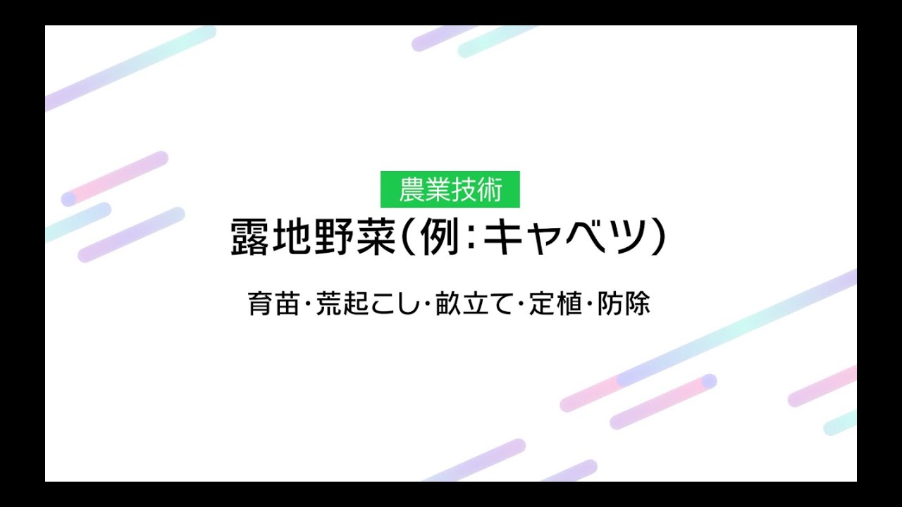 【農業】露地野菜（例キャベツ）統合版
