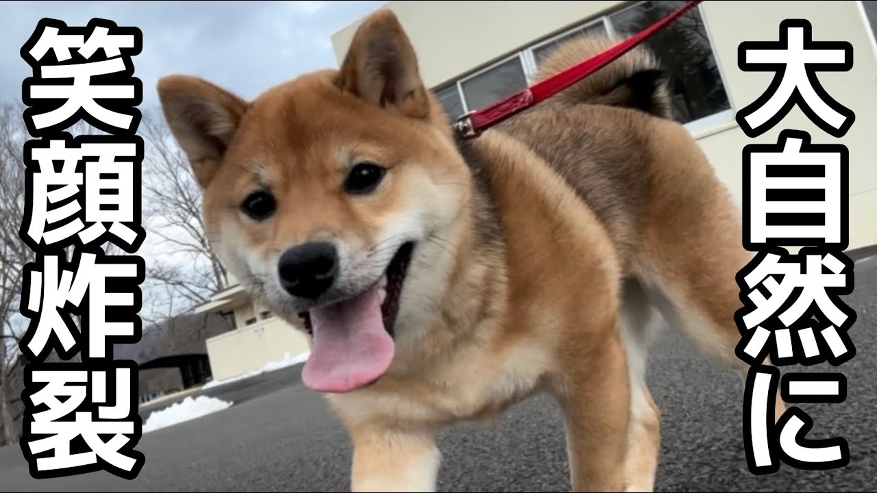 豆柴ひめ　大自然の公園に興奮！笑顔がとまらない！？