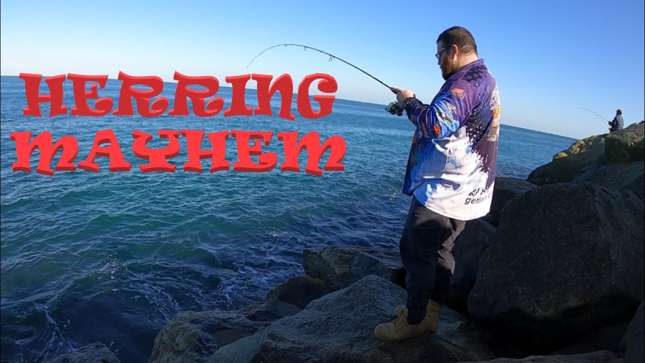 HERRING MAYHEM - LANDBASED HERRING FISHING AT IT'S BEST