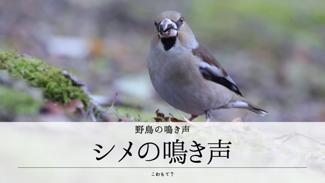 シメの鳴き声 | 地鳴きとぐぜり