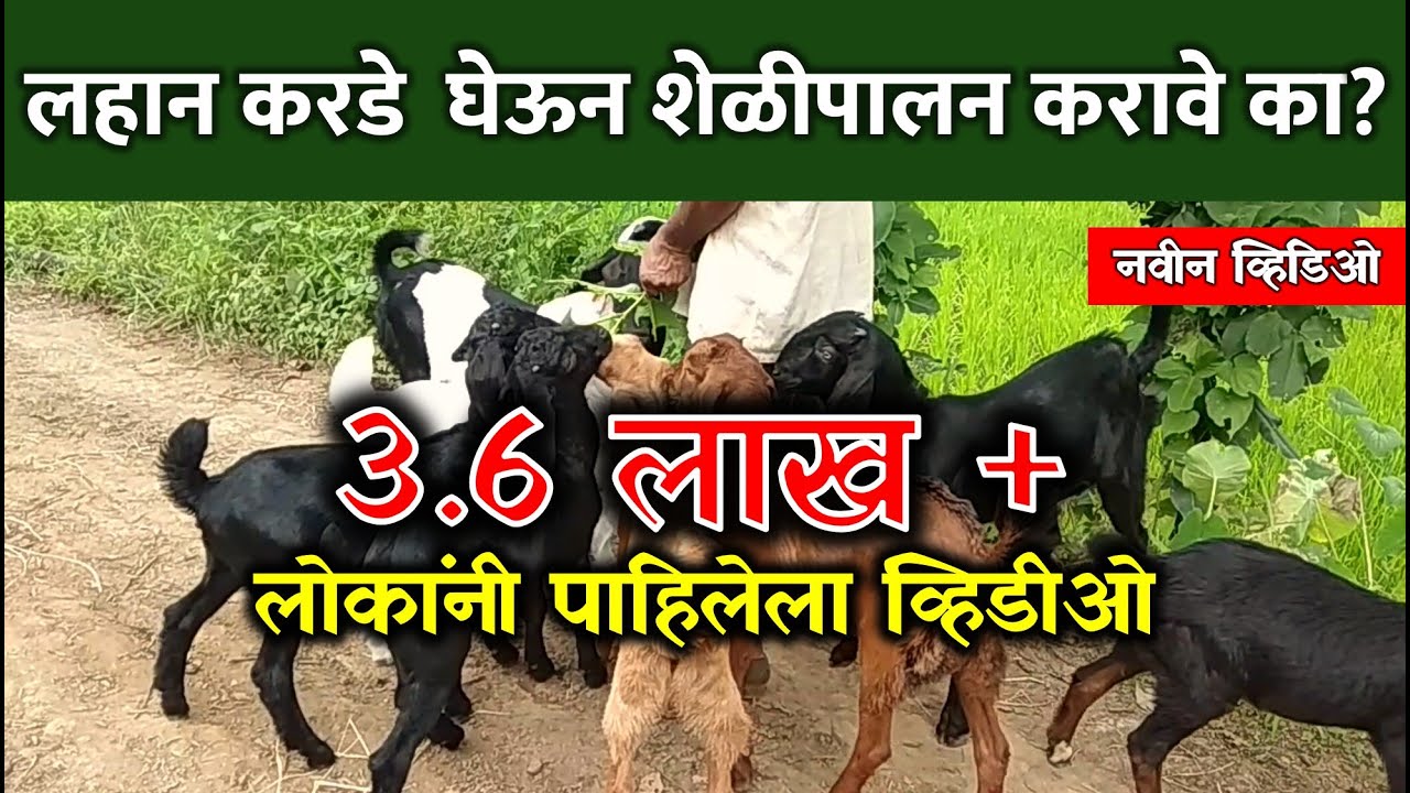 लहान करडे घेऊन शेळीपालन करावे का ? | Goat Farming with small | 🐐🔥