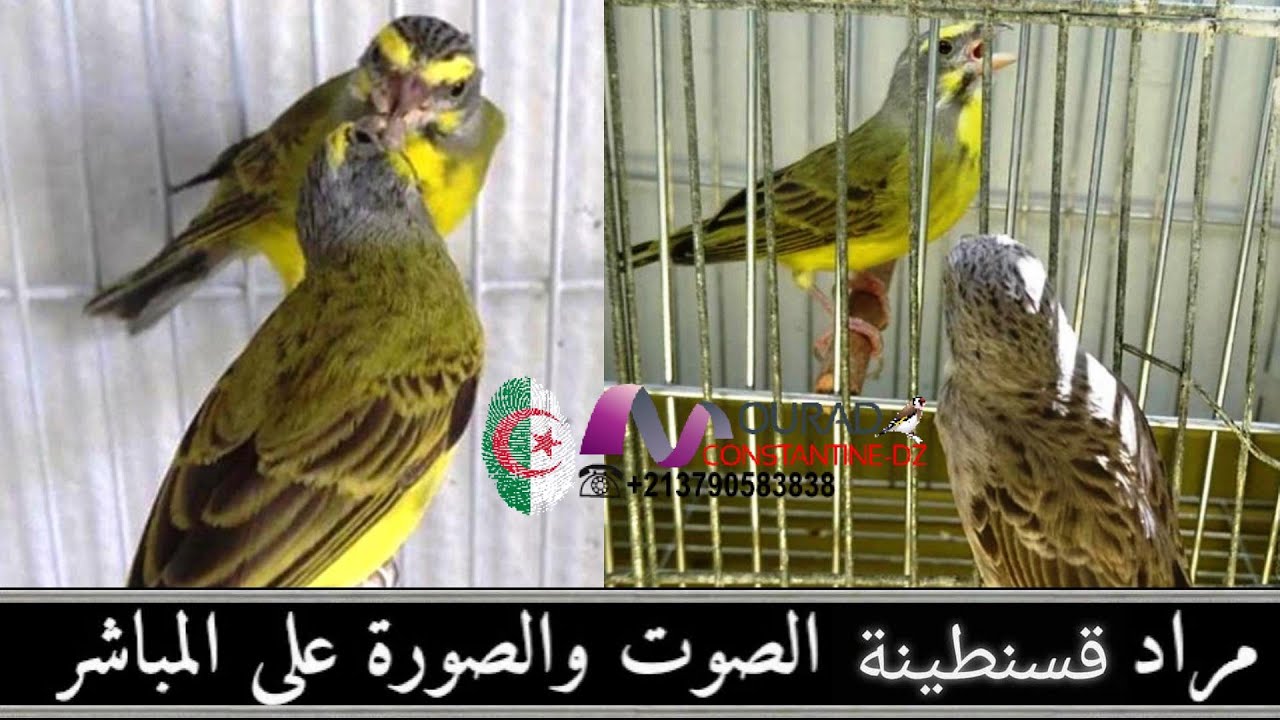 مراد يقدم فيديو يوضح فيه  حتى يتبين المشاهد التفريق بين الذكرى والانثى و ويقدم ايضا تزاوج البسبوس