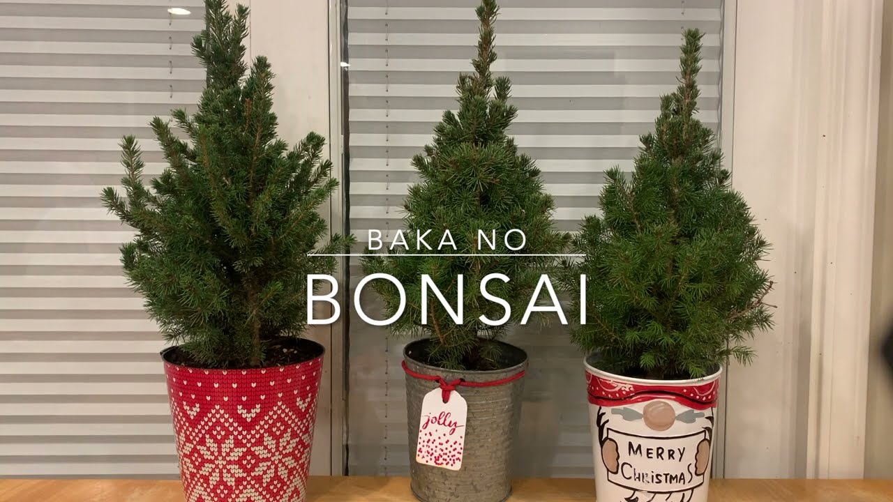 Dwarf Aberta Spruce Bonsai - Exposing The Trunks