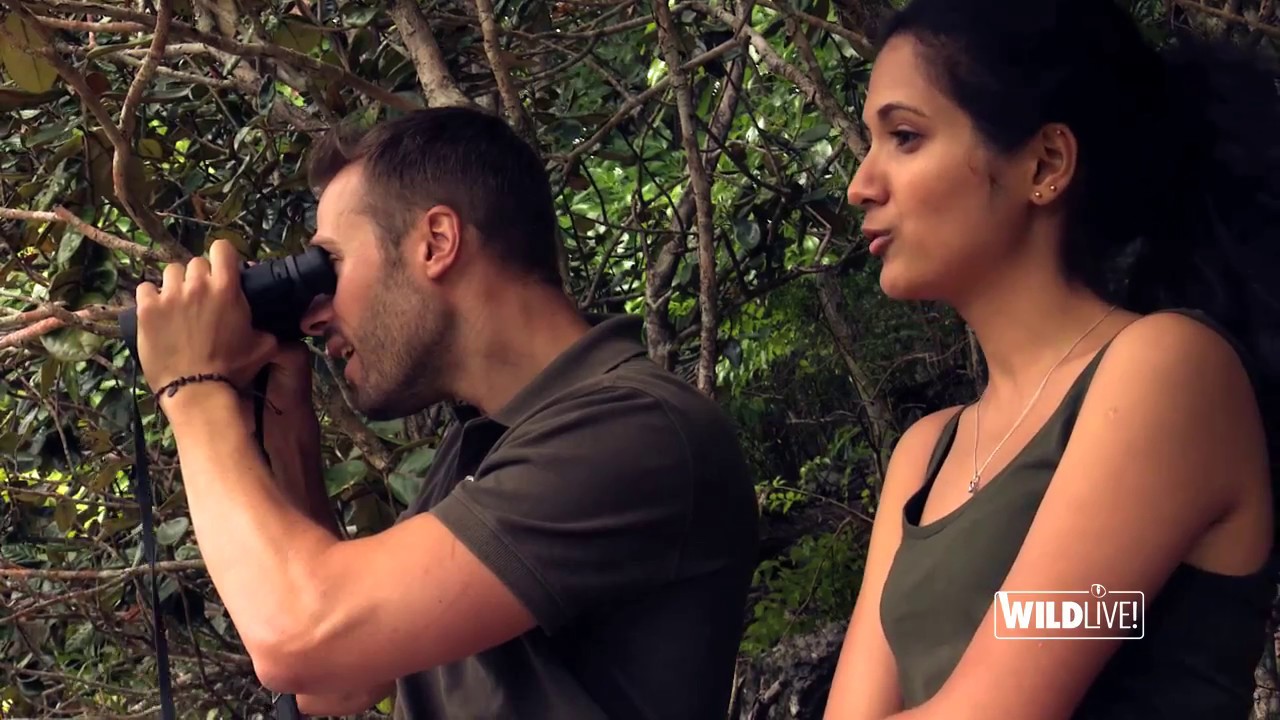 WILDLive! - Renards volants - S01 E04
