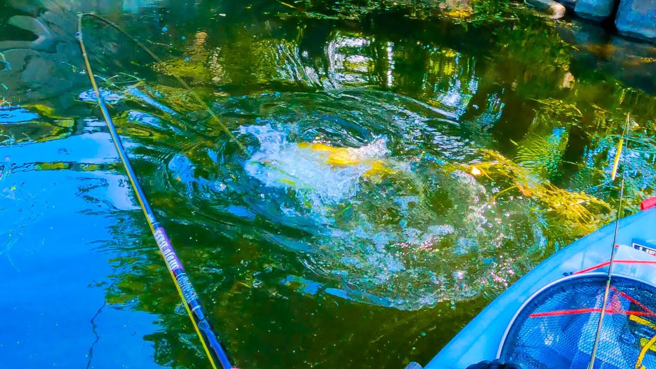 BIG FISH Live Under This Bridge! | Madison Wisconsin