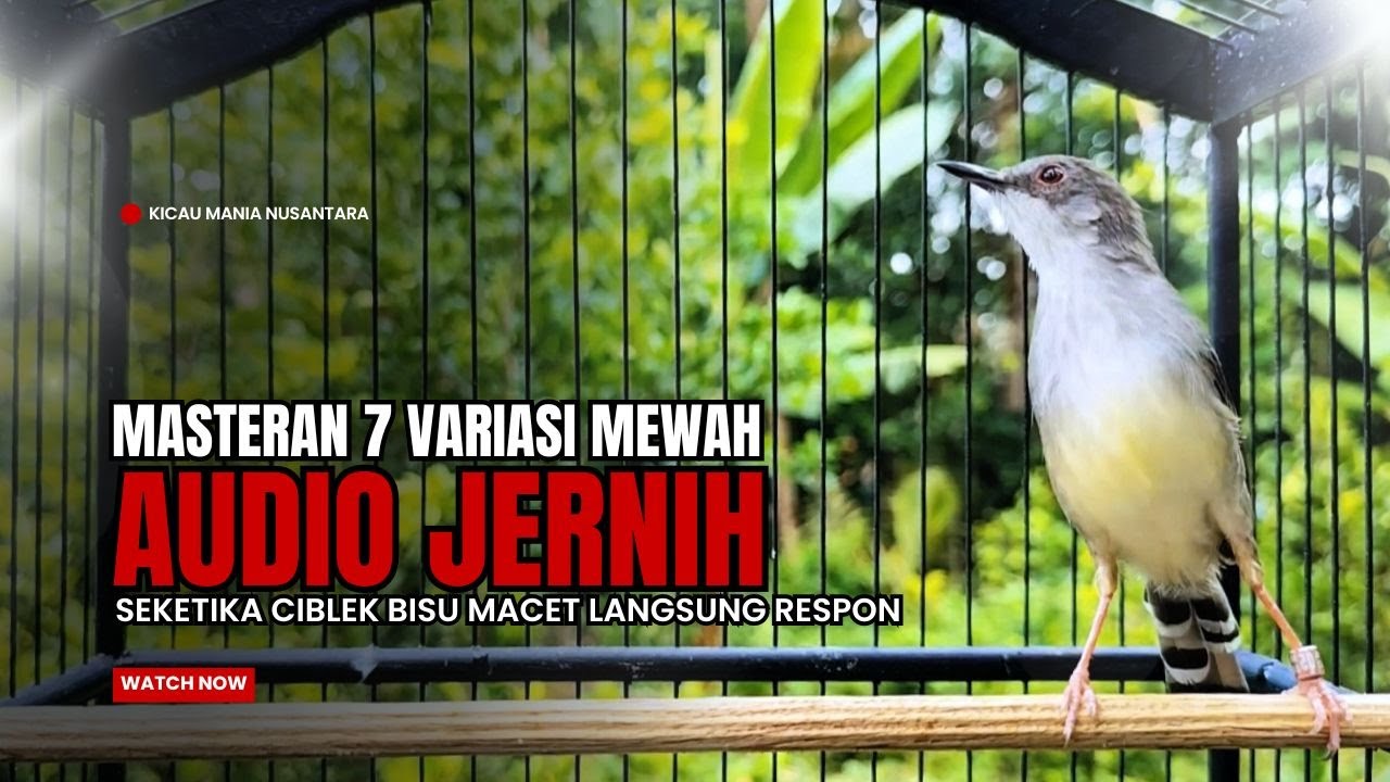 Burung Ciblek SEMI Gacor NGEBREN Untuk Pancingan Ciblek dan MASTERAN BURUNG Kesayangan Anda