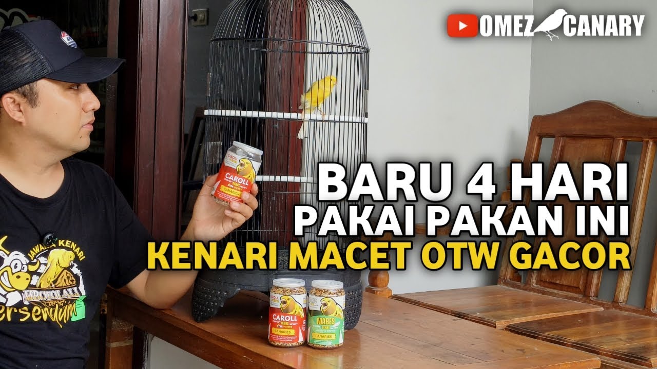 TERBUKTI AMPUH‼️KENARI MACET LANGSUNG RAJIN BUNYI CUMA DENGAN PAKAN CAROLL 4 HARI