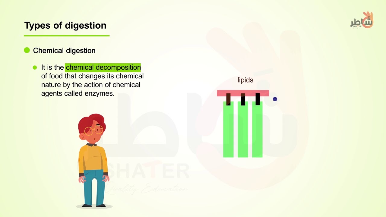 Types of Digestion