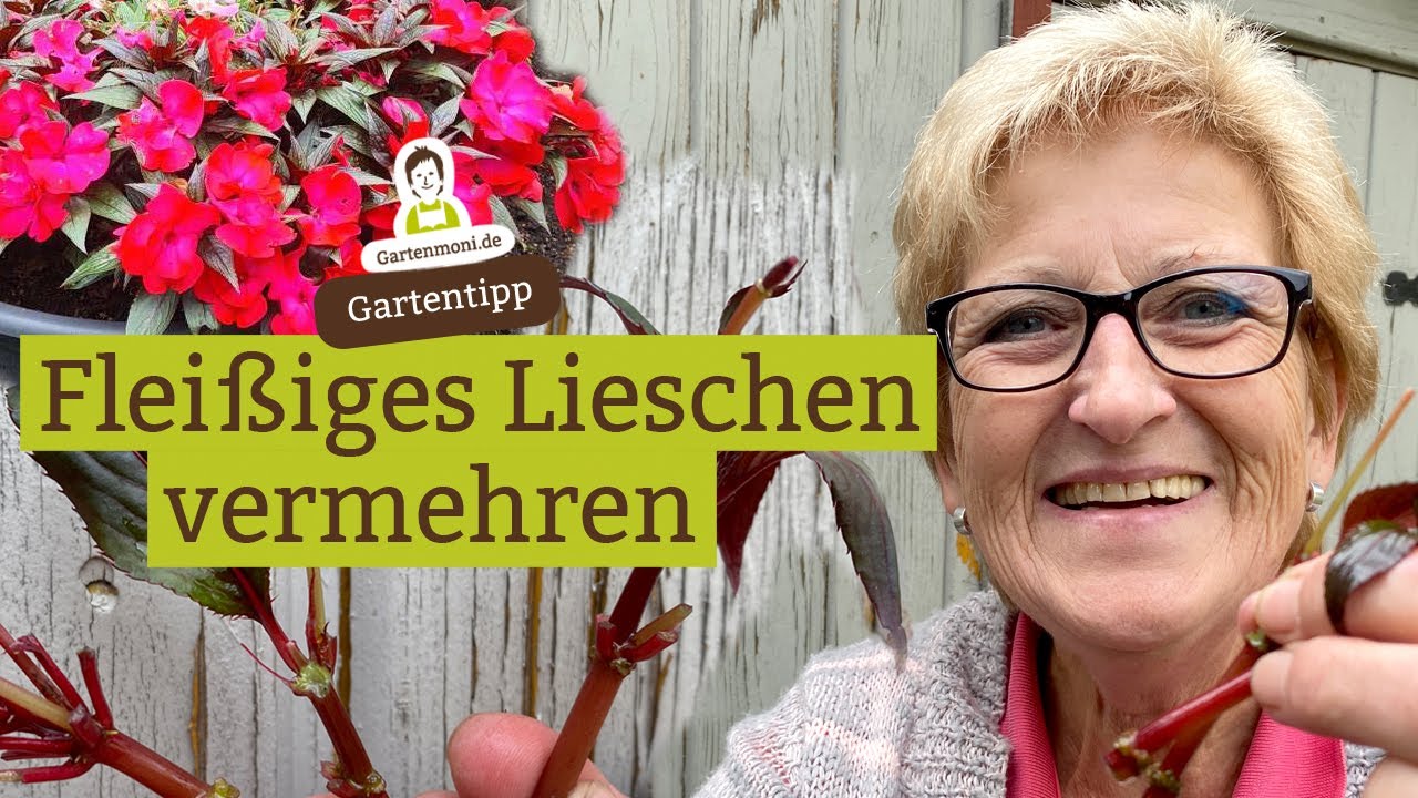 Fleißiges Lieschen vermehren - Möglichkeiten und Anleitung für Stecklinge