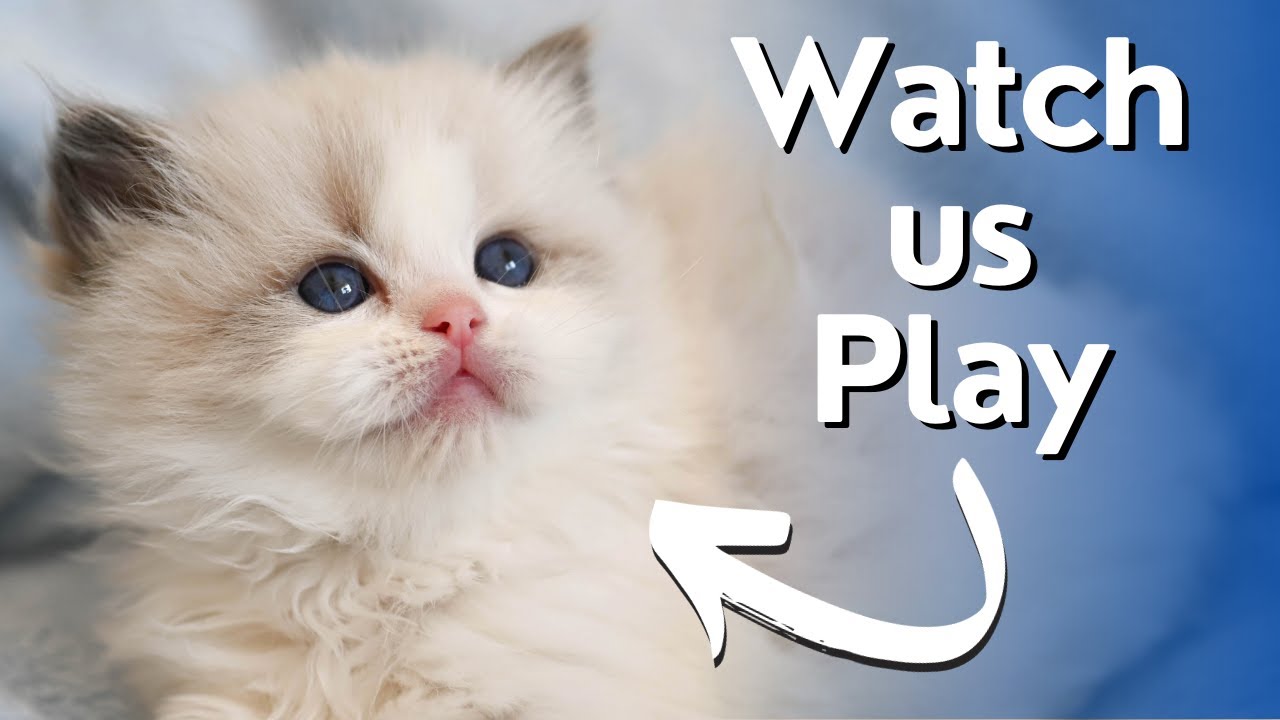Ragdoll Kittens 5 Weeks Old 😻 Cute Teddy Kittens Playing