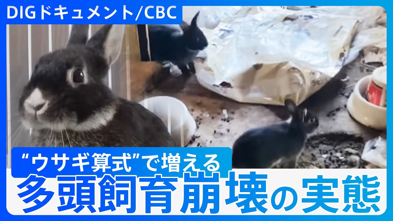 【多頭飼育崩壊】ゴミ屋敷を駆け回る大量のウサギ　ボランティアの“善意”と“犠牲”の現実【DIGドキュメント×CBC】