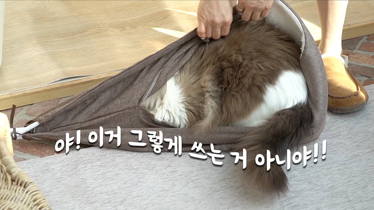 텐트를 사줬는데 왜 그렇게 쓰는거야…