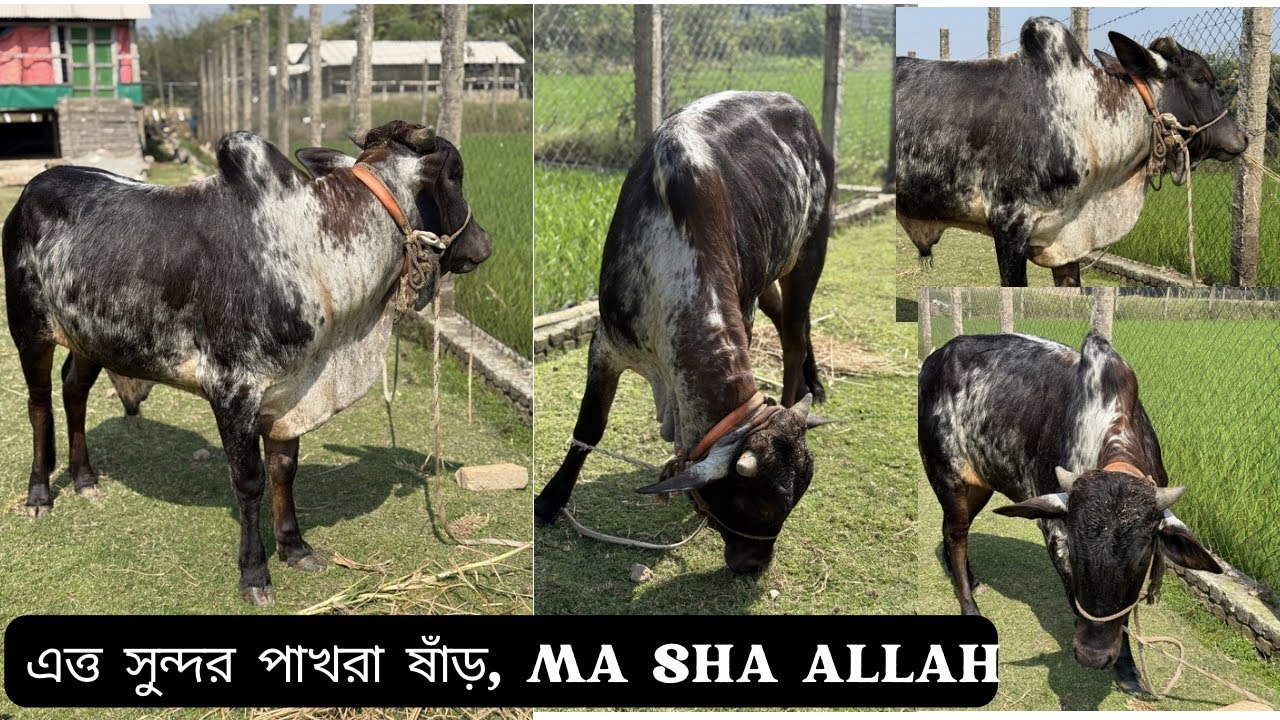 অনেক খুঁজবেন কিন্তু এত্ত সুন্দর পাখরা ষাঁড় মিলাতে পারবেন না👍