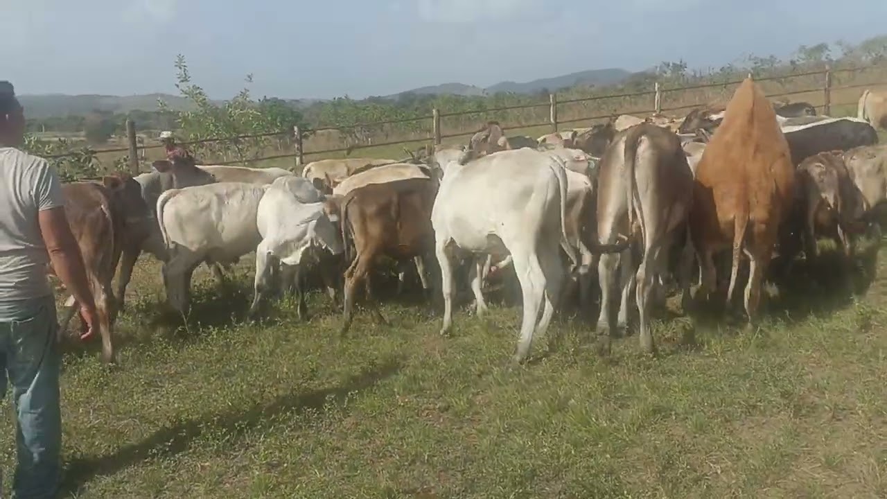 Gracias Jesús amén Agropecuaria La Pica Riada c.a & JAH BUFFELS ECONOMIC ZONE BV Venezuela-Curacao 