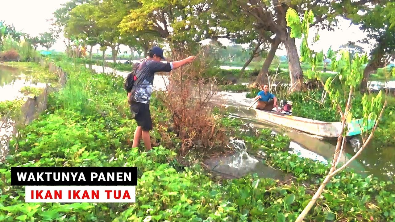 Tiap narik joran menjerit! Mancing lumutan di spot ikan ikan tua