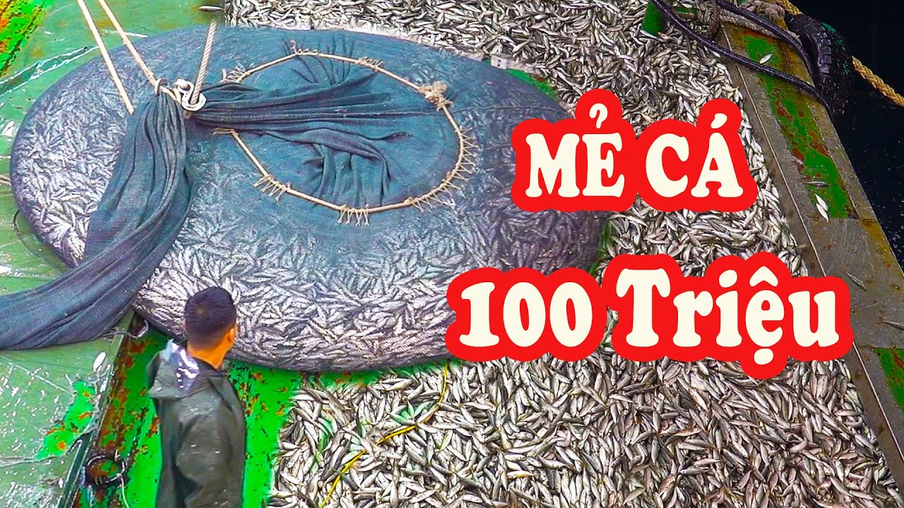 Kéo Phát Chài Được Mẻ Cá 100 Triệu - Cá Tràn Cả Xuống Biển / P249