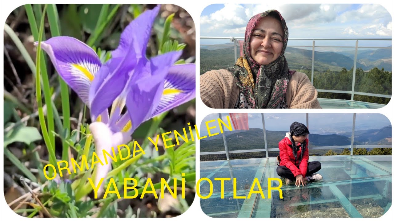 ŞİFALI BİTKİLER🌱YENİLEN OTLAR🌱ZORKUN YAYLASI ŞENLİK TEPESİ CAM BALKON