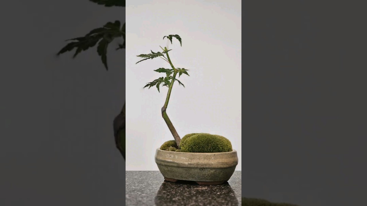 5 months in 20 seconds🌳 #bonsai #maple #timelapse #clip #and #grow #tree #moss #healthy #lst #hst