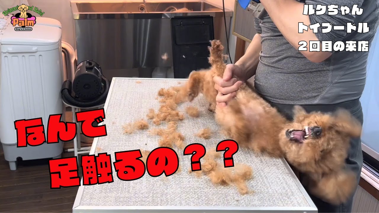 麻酔がないとお顔周りのトリミングはできないと言われたトイプードル！