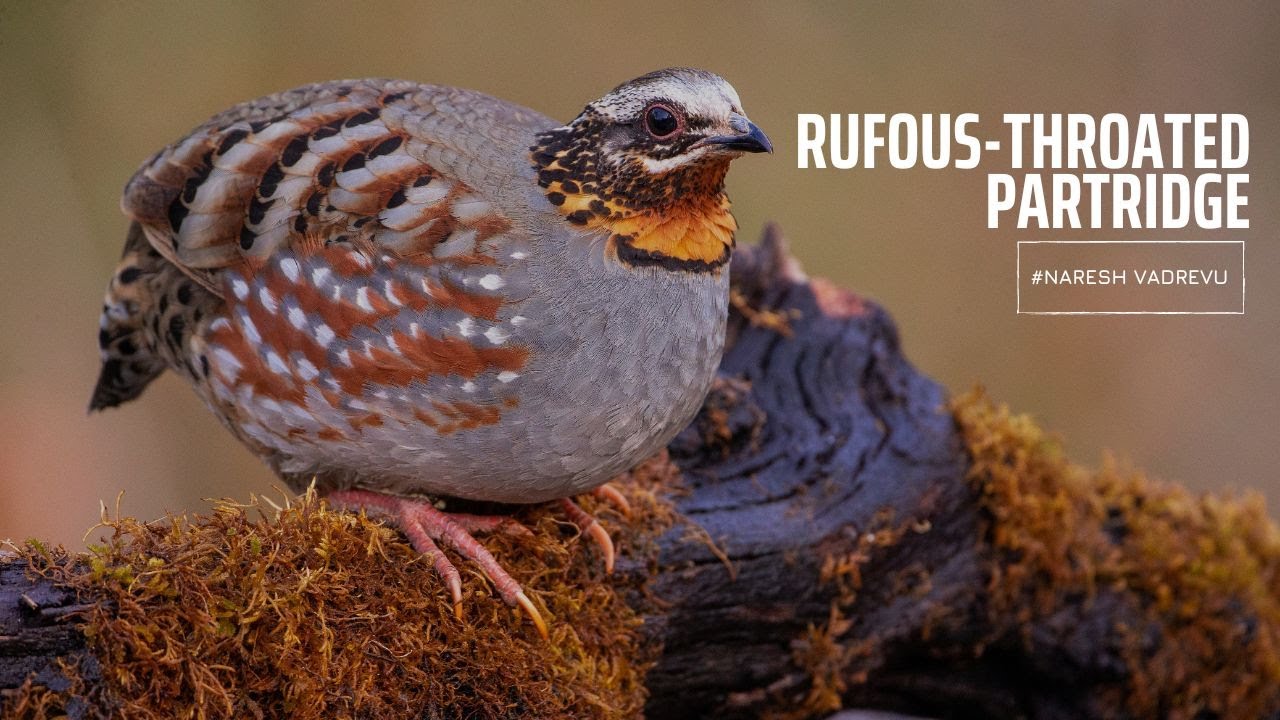 Rufous-throated Partridge ||  Sattal || Uttarakhand || Naresh Vadrevu || 4K