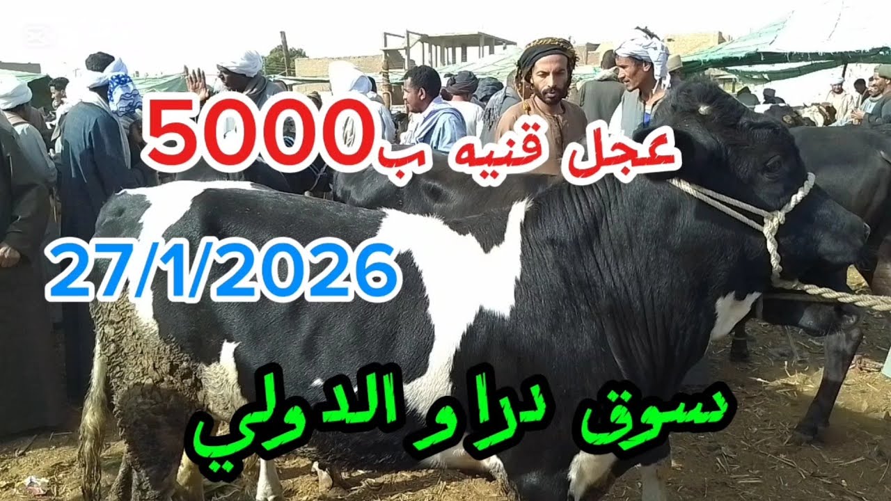 #اكسبلور اسعارعجول القنيه داخل سوق دراو ٢٧/١/٢٠٢٦