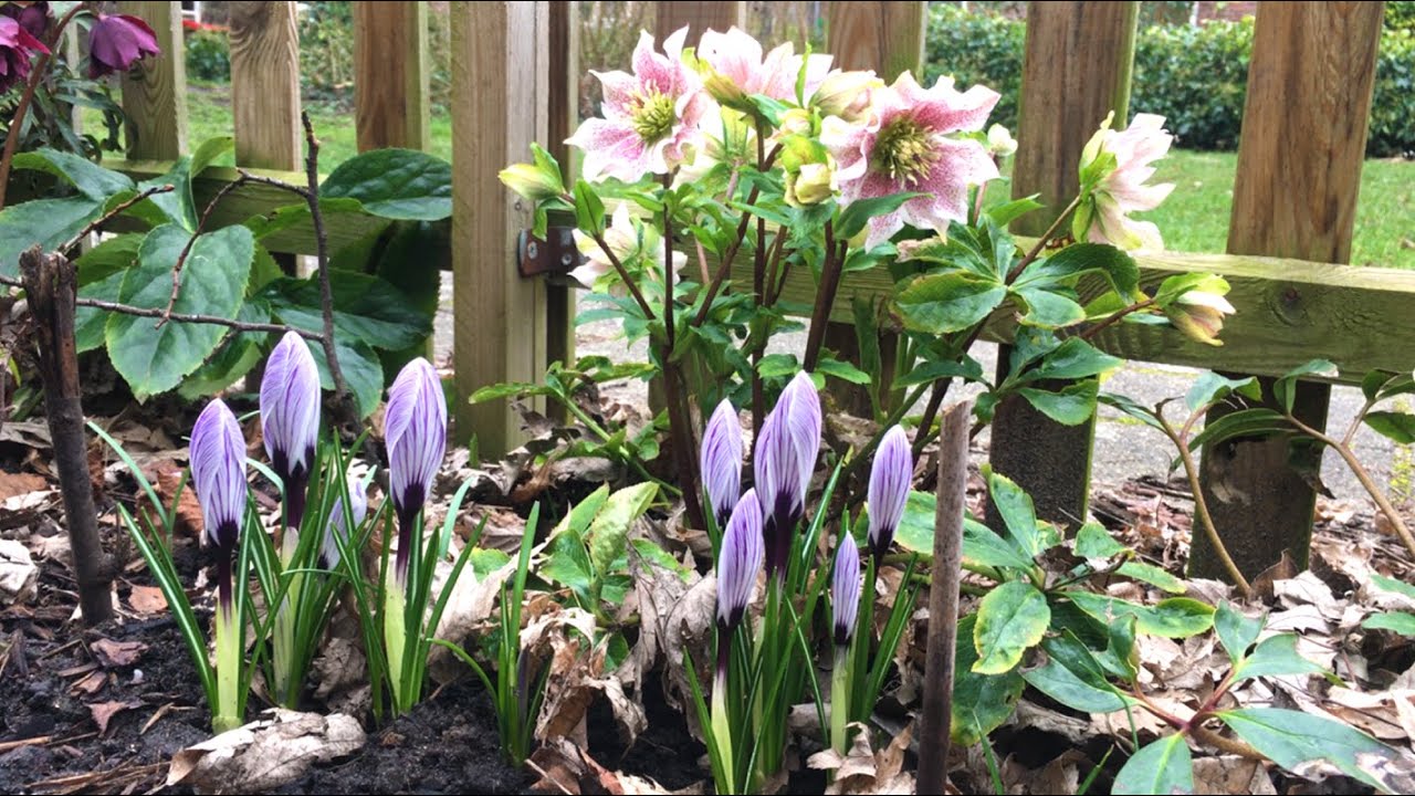 Mijn tuin in februari.