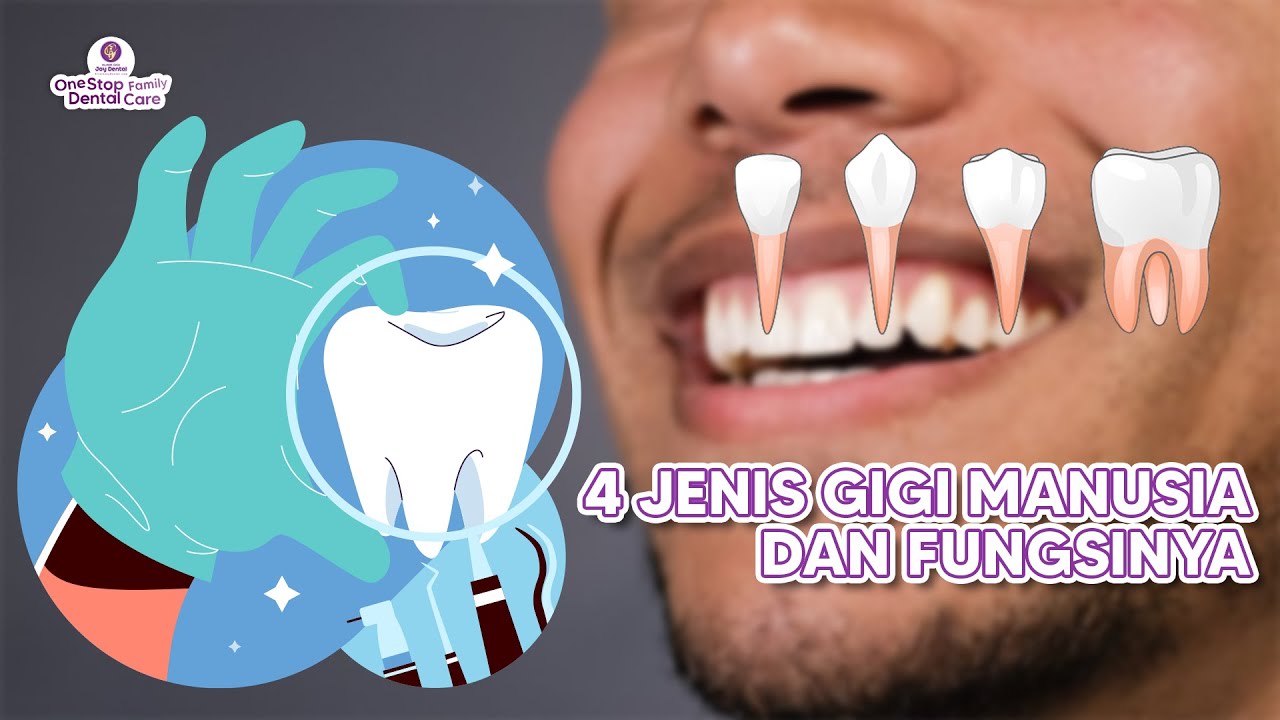 MENGENAL 4 JENIS GIGI MANUSIA DAN FUNGSINYA