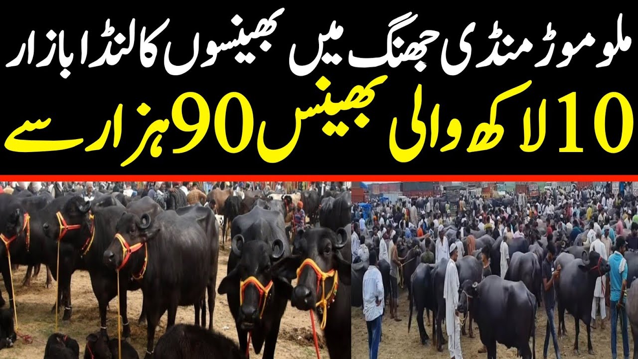 Malumor Janwar Mandi Jhang Today | Buffalo Fresh Rates Update 2025 | Buffalo Mandi