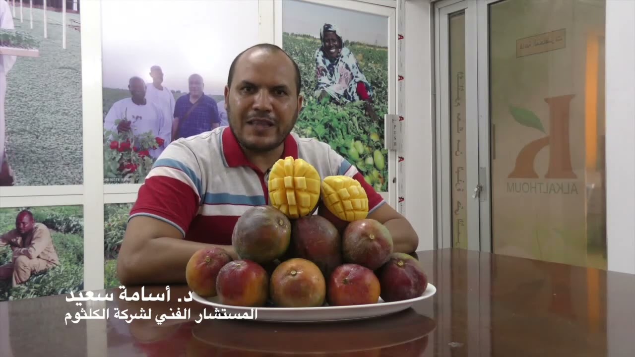 قناة المنتجين من زراعة المانجو الجنوب أفريقية الي حصادها 1000 يوم