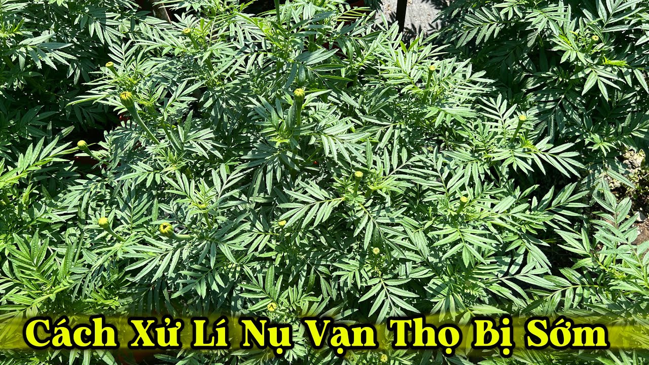 Cách Xử Lí Nụ Hoa Vạn Thọ Bị Sớm | Trồng Hoa Vạn Thọ 2026