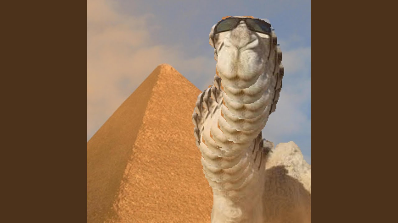 club camel II