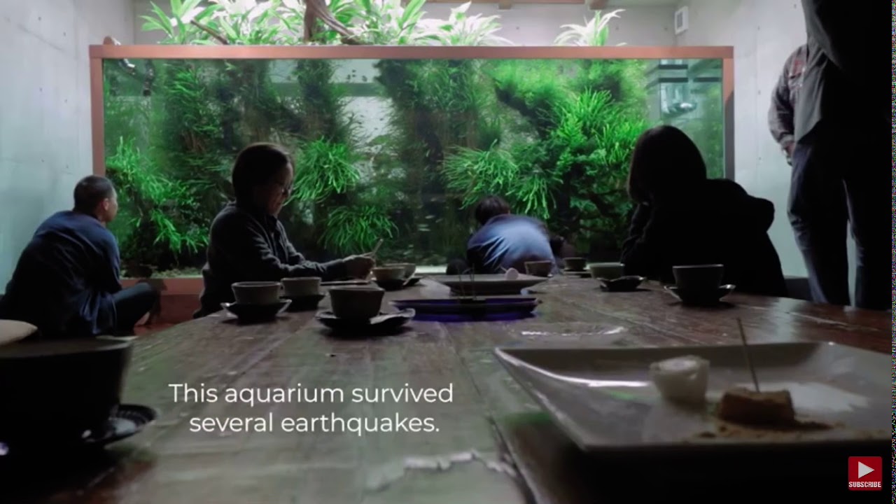 The aquarium at Takashi Amano home