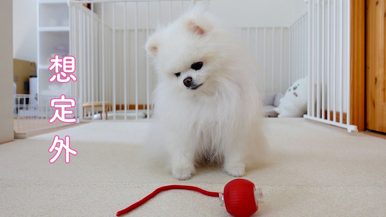 新しいおもちゃで遊んでいたらハプニングが発生しました