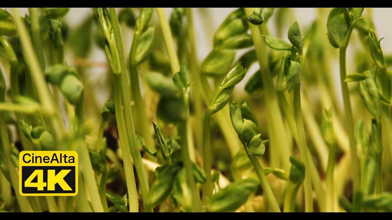 Timelaps of Growing Vegetables shot by mugi