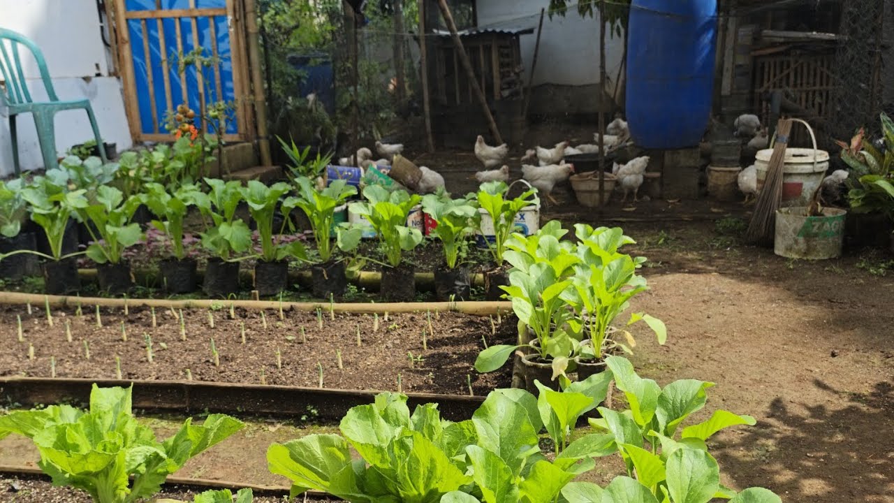 Berternak dan berkebun di pekarangan rumah