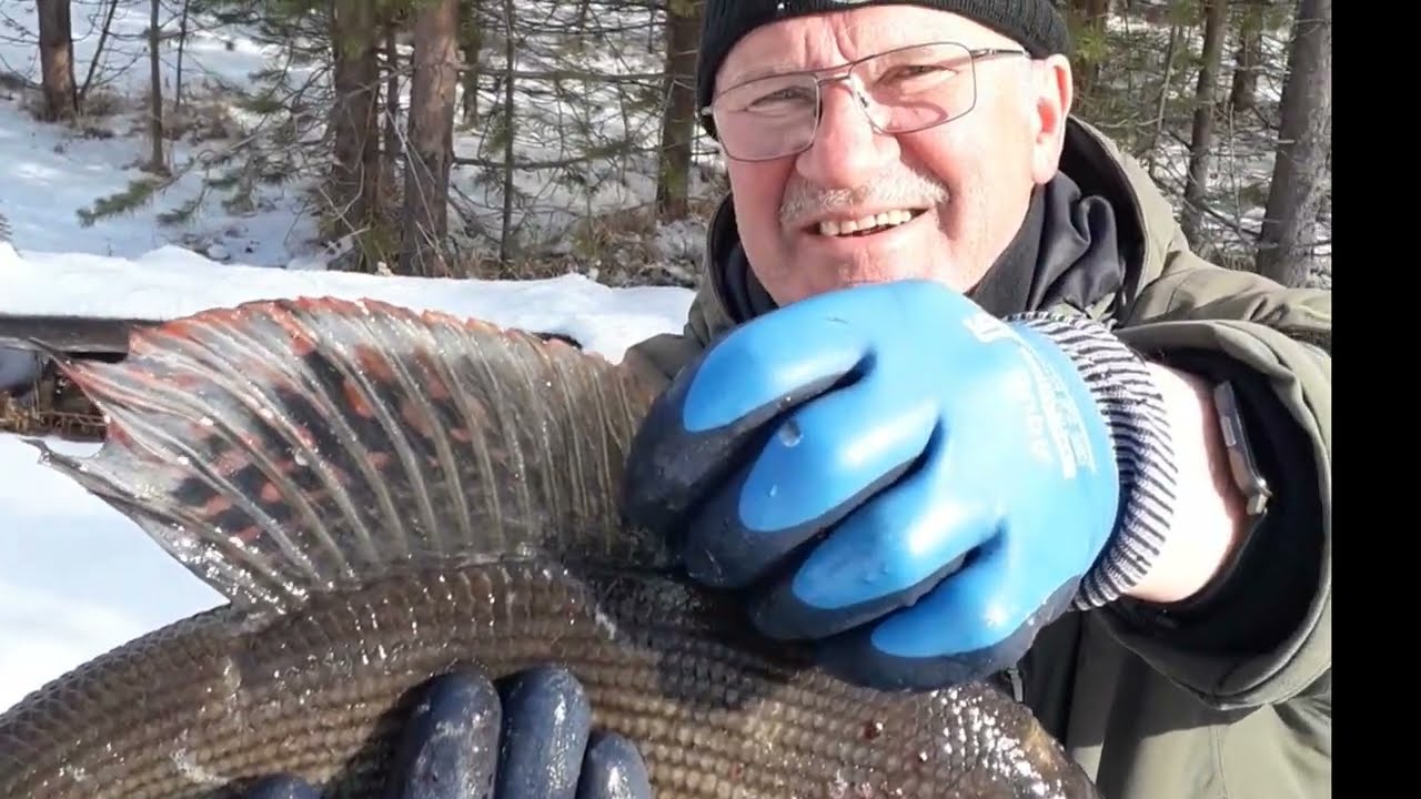 Harjuksen pyynnissä Inarijärvellä 2021