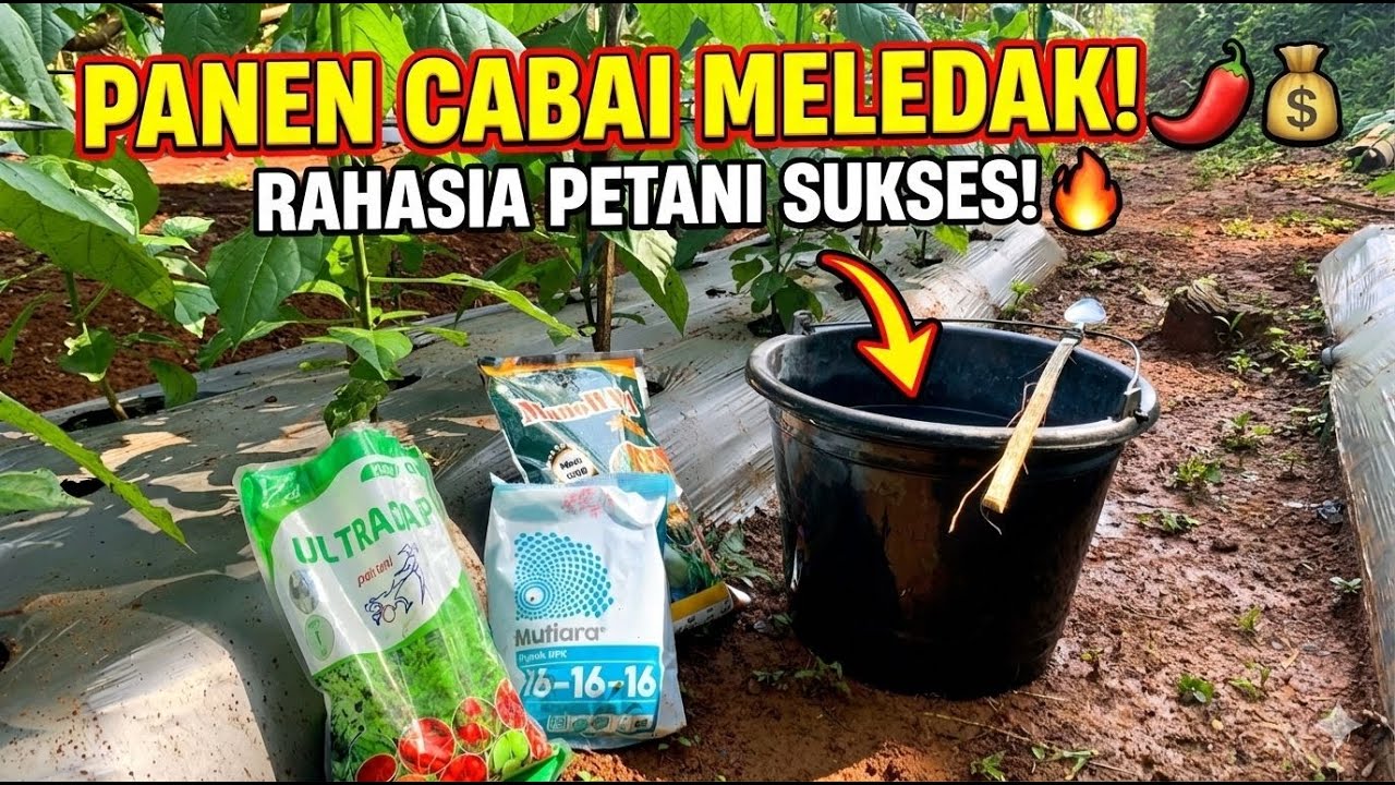 PEMUPUKAN KE 4 CABAI ORI || sistem kocor