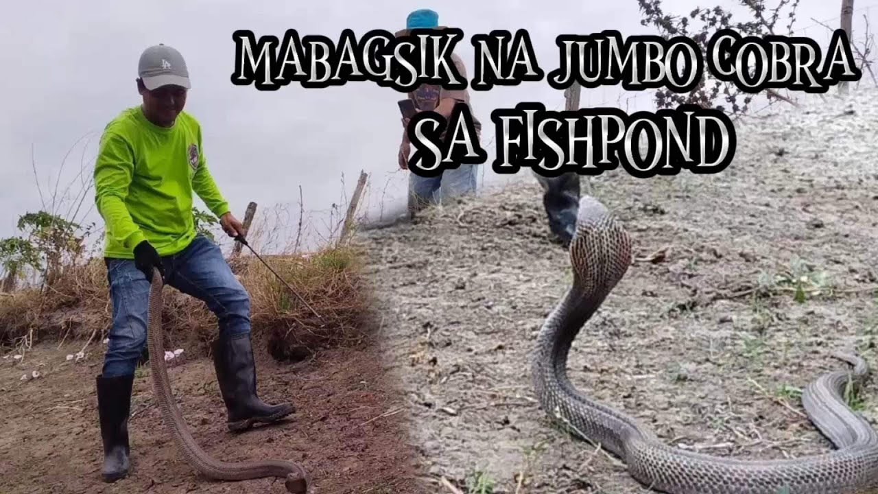 mabagsik na jumbo COBRA sa fishpond huli... LEX TUKLAW NG NUEVA ECIJA