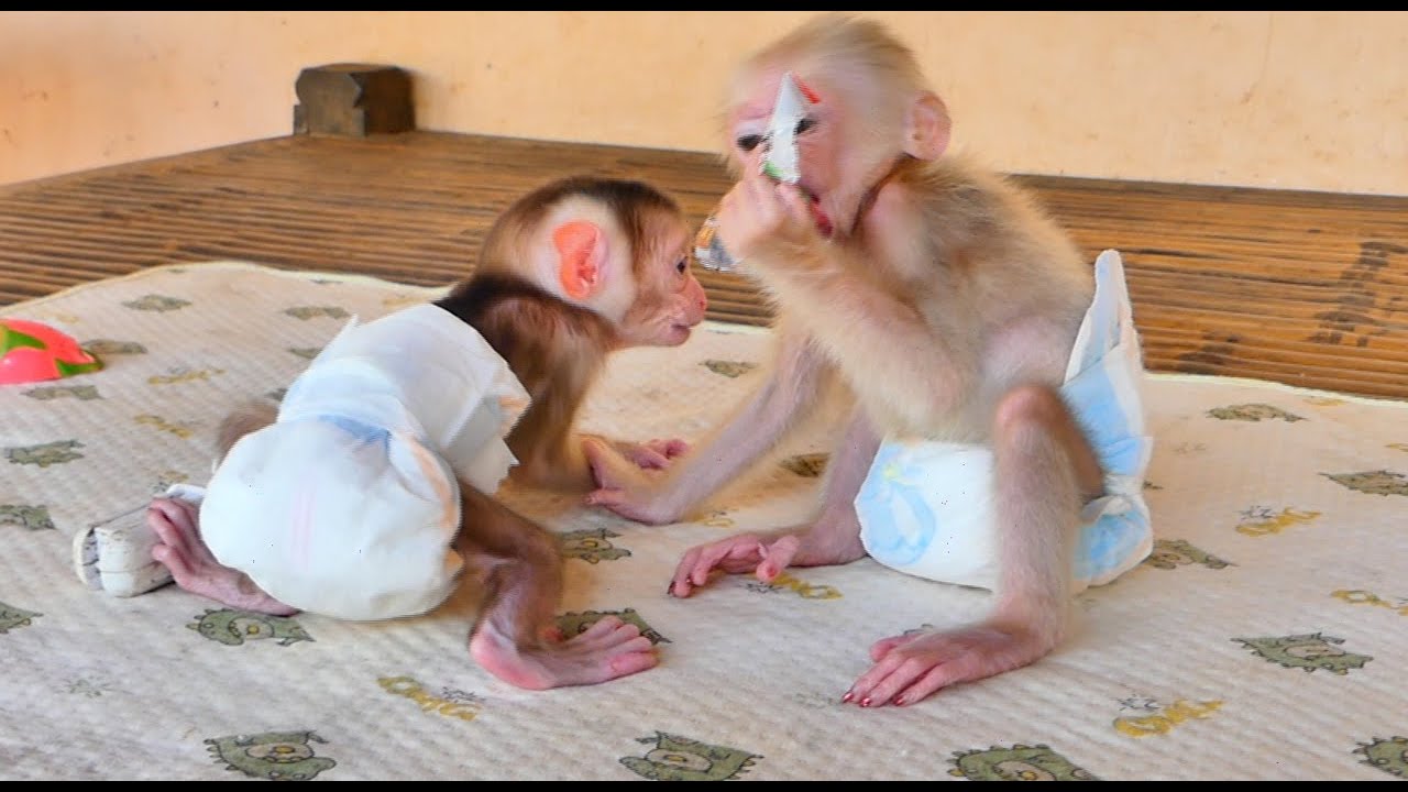Really Pity Bou Bou exhausted trying to ask food but Kira not feed him