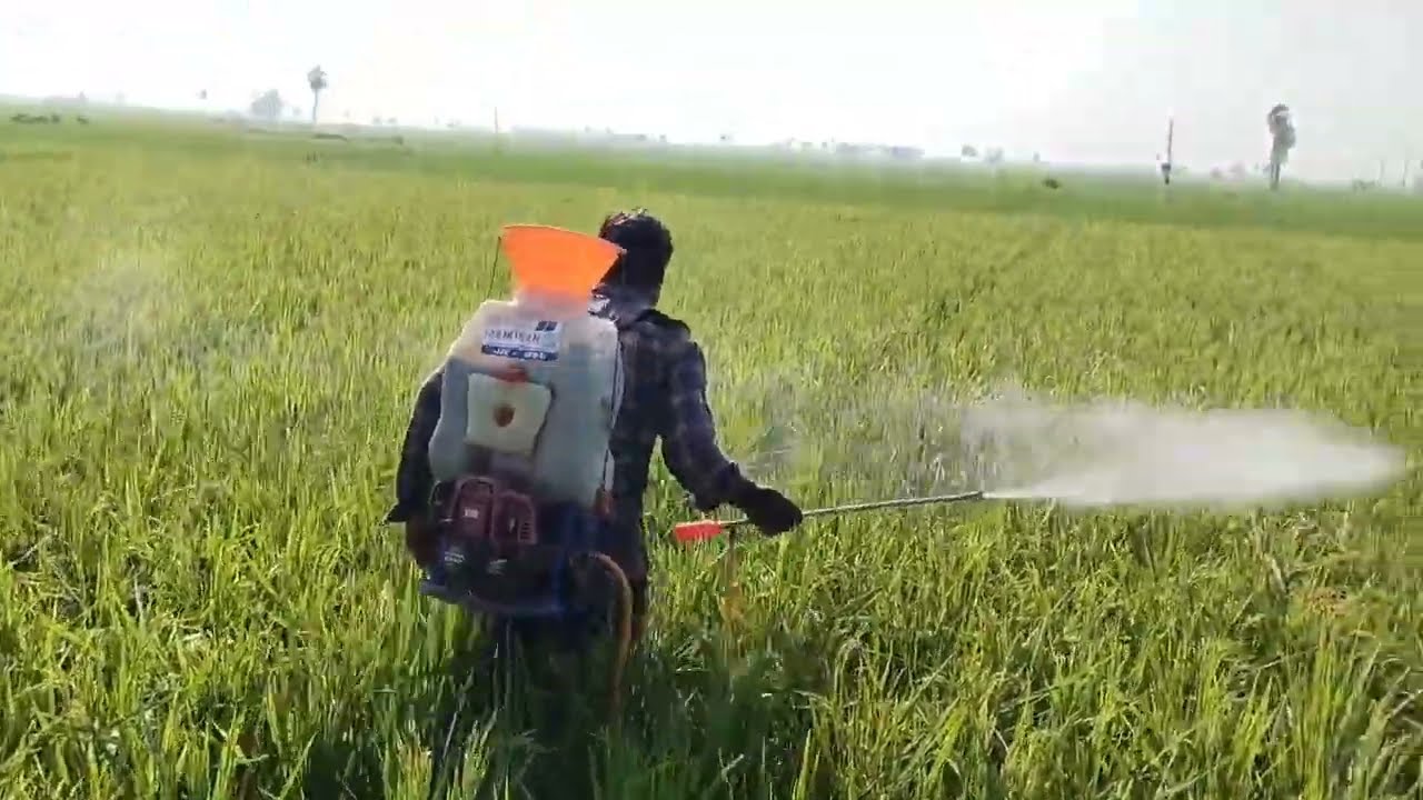 Part-8 ||7th Spray In Cvr Method(మట్టి+కంకర డేస్ట్)||వరిలో ఆఖరి స్ప్రే చేసుకోవడం జరుగుతుంది