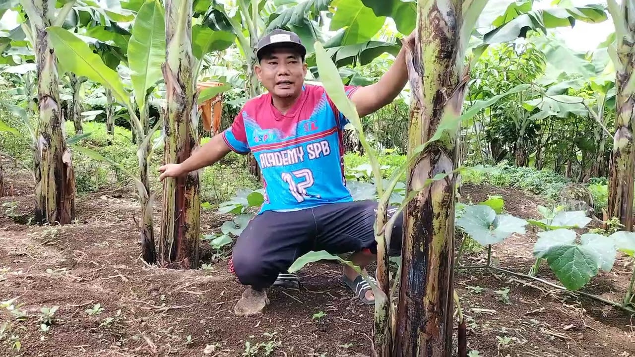ngobrol bareng petani pisang 