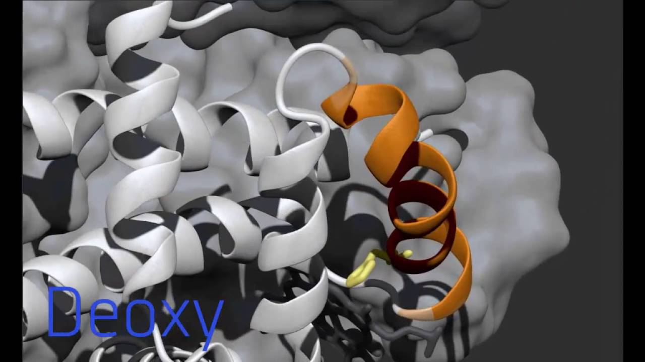 Human Oxyhemoglobin Deoxyhemoglobin: 3D animation