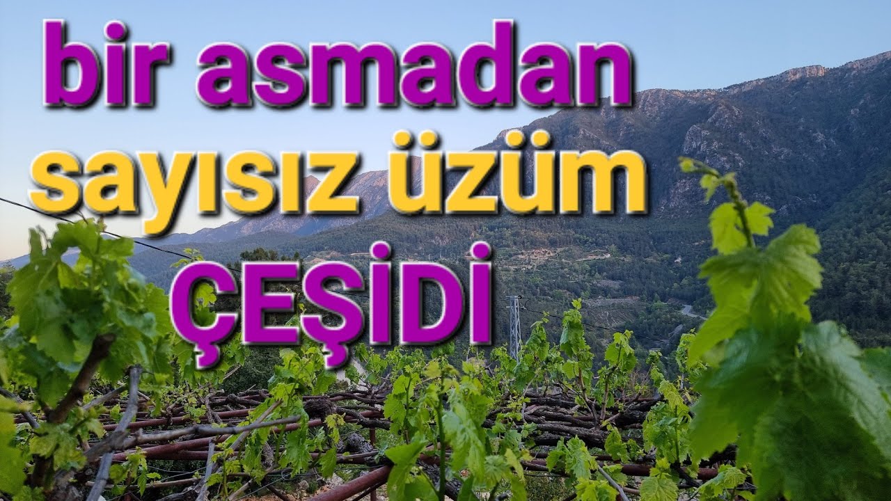 asma filiz aşı nasıl yapılır. üzüm filiz aşı nasıl yapılır #tropikaltopraktv #asma #üzüm