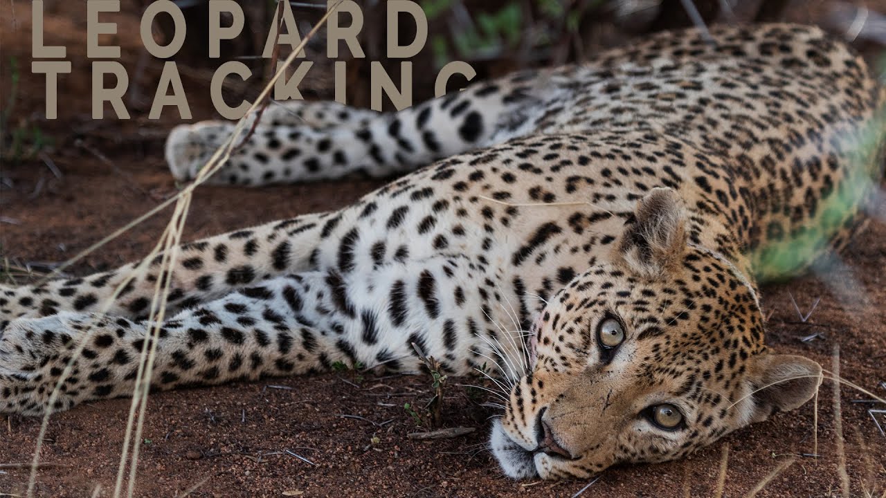AFRICAN SAFARI | Leopard Tracking At Okonjima, Namibia