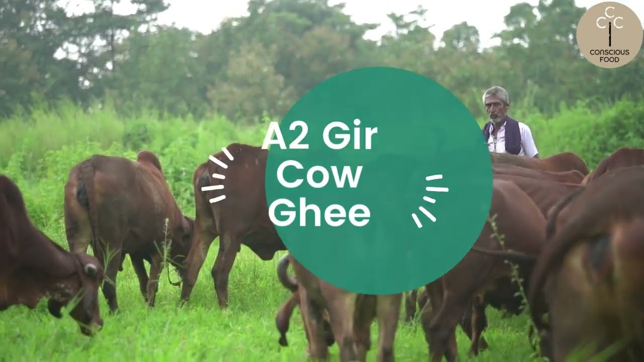 How its made - A2 Gir Cow Ghee using Traditional Bilona Method | Conscious Food