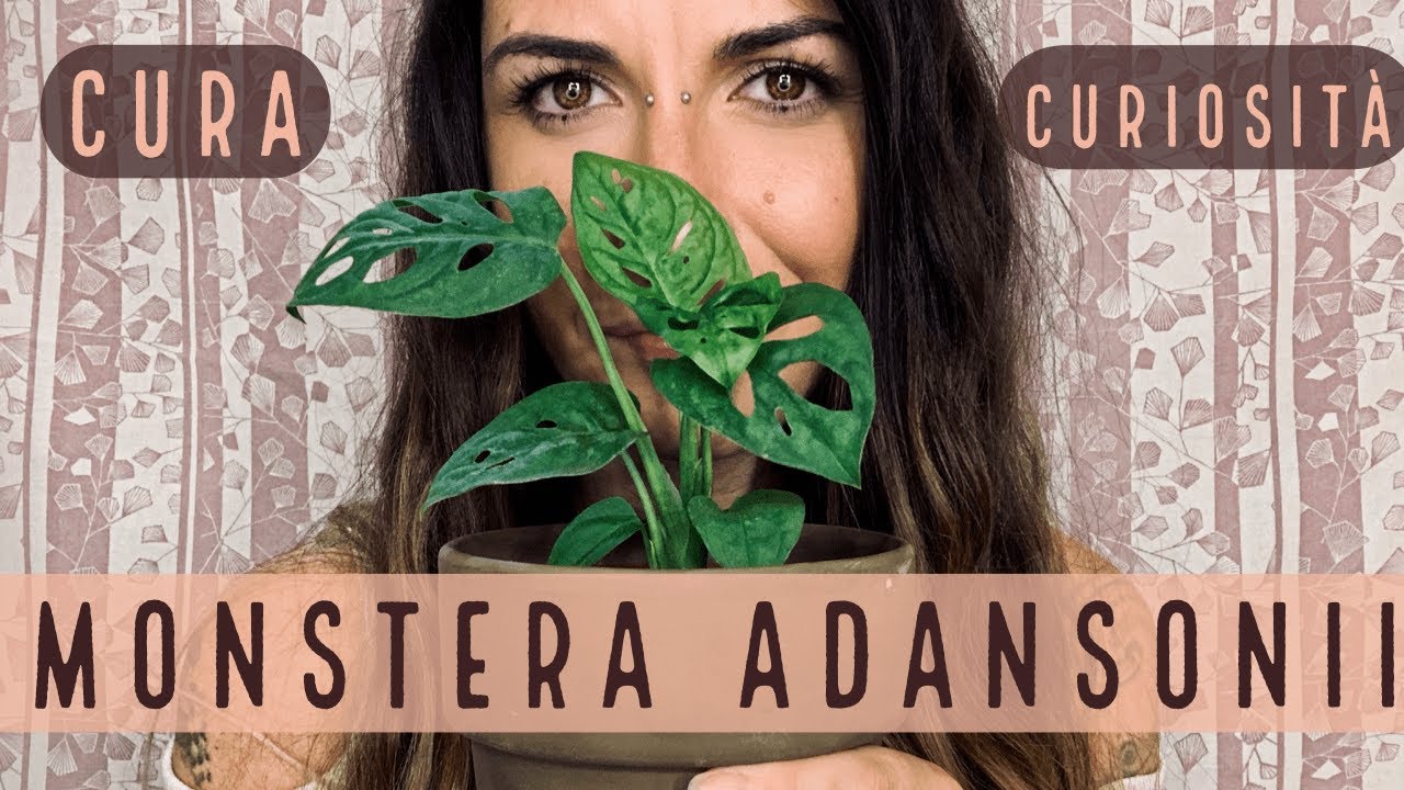 MONSTERA ADANSONII, cura e curiosità!