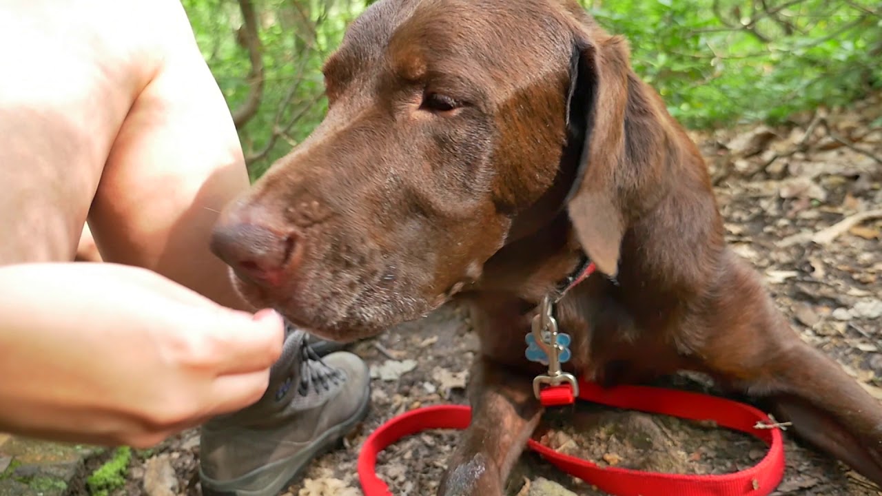 Dog Gear - Bag for Outdoor & Travel Activities