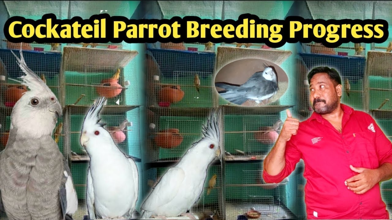 Cockateil Parrot Breeding Progress 💥