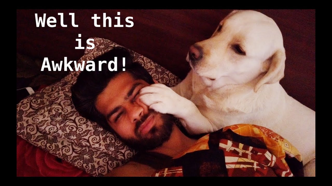 What Waking Up To My Labrador Looks Like!
